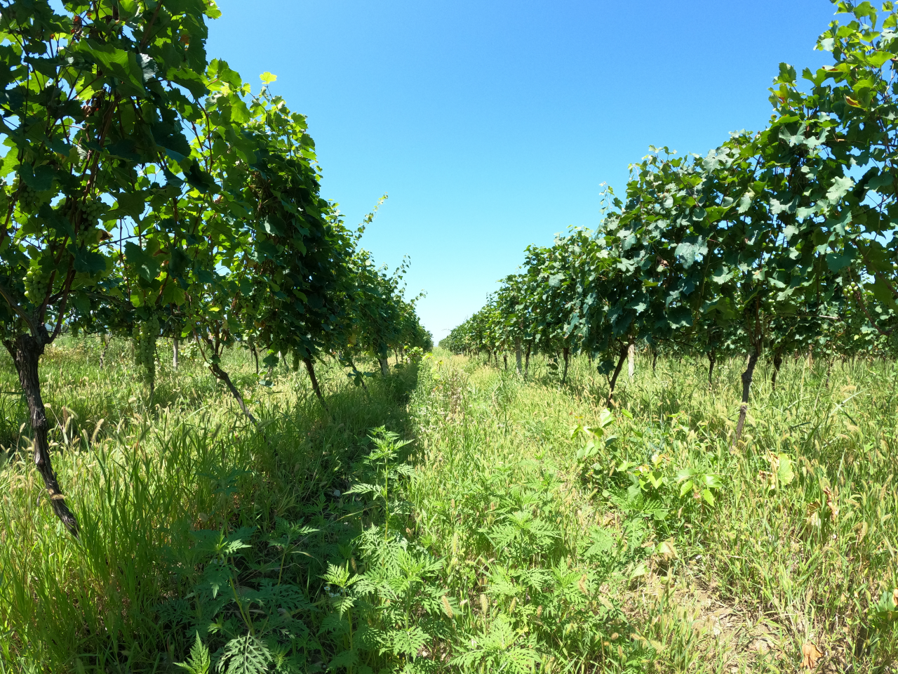 Weinberg für georgischen Satemowein